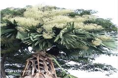 Corypha umbraculifera